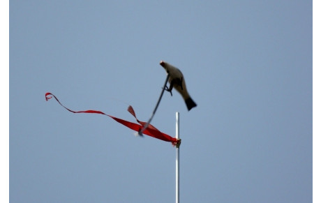 Abat à l'oiseau - Édition 2024